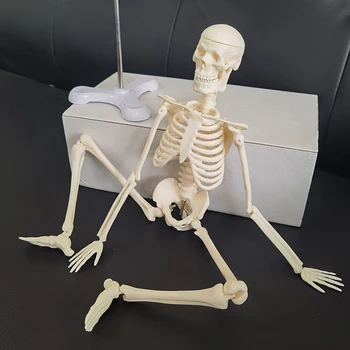 1 Шт 45 см Анатомическая Модель Скелета Человека Оптом И В Розницу Плакат Учебное Пособие Анатомическая модель скелета человека